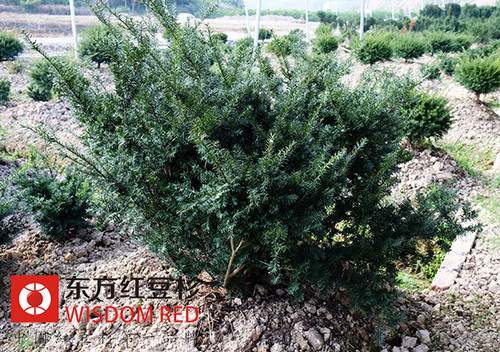 花卉市場年末升溫 紅豆杉盆景賣瘋了