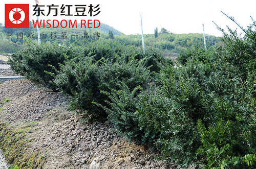 一夜“吸盡”油漆味 東方紅豆杉功不可沒