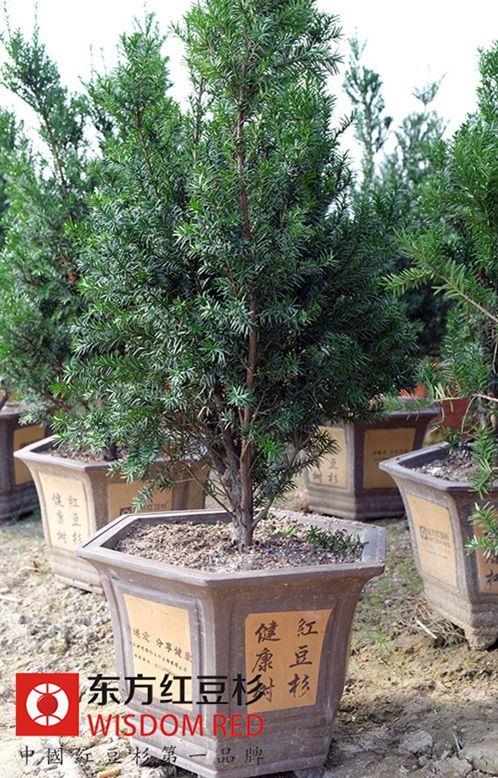 紅豆杉盆景成家居布置新寵 市場供不應求