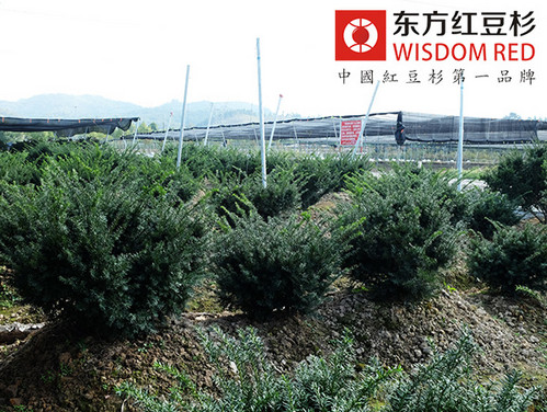 都市快生活催生“懶人植物”紅豆杉