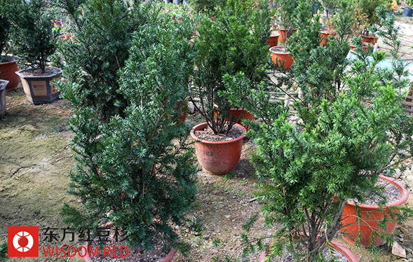 高檔別墅區前滿眼皆是紅豆杉成奇景!