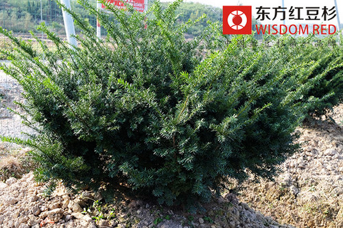 新購紅豆杉盆景養護須知
