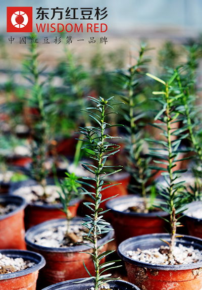 種植曼地亞紅豆杉應該注意什么問題?