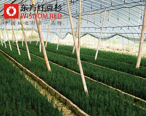 紅豆杉的種類、特點及價值