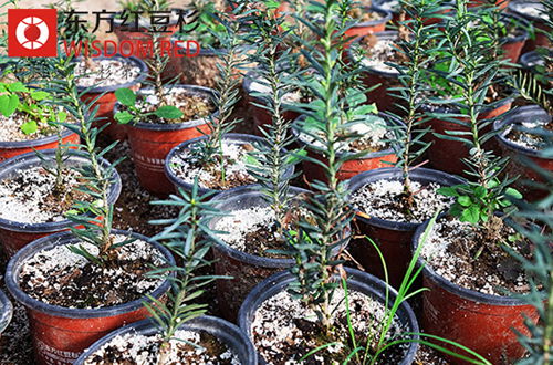 紅豆杉小苗怎么判斷植株有立枯絲核病?