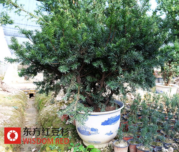 東方曼地亞紅豆杉生長習性詳解