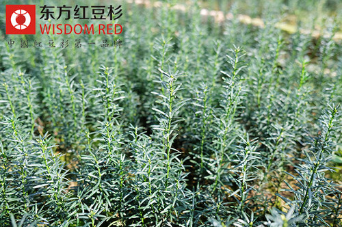 東方紅豆杉的養殖技術及病蟲害防治