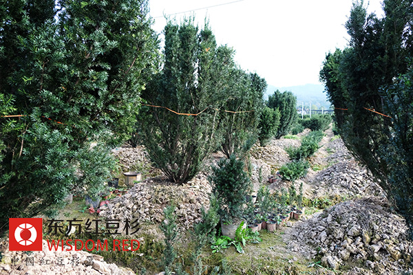 紅豆杉為什么供不應求?