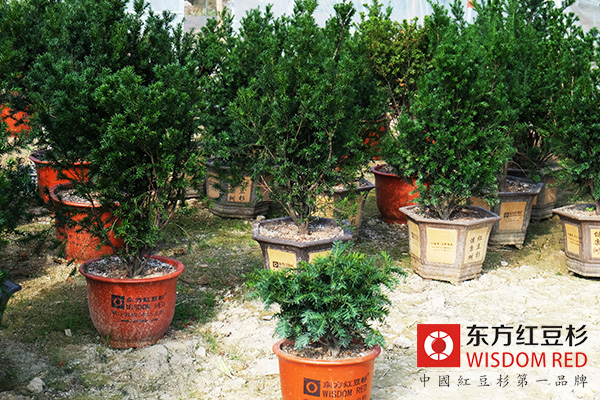 紅豆杉種植熱“退燒”后如何突圍