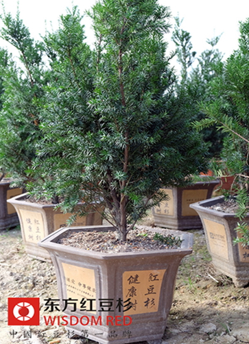 大波霧霾來襲為紅豆杉產業打開生態市場