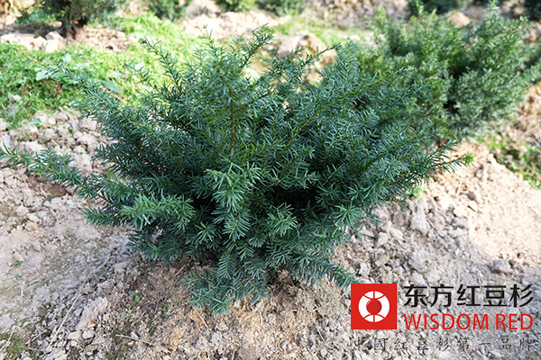 紅豆杉的市場發(fā)展前景