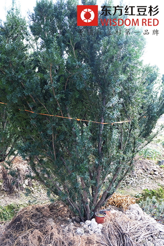 東方紅豆杉樹苗為何成房地產開發商新寵?