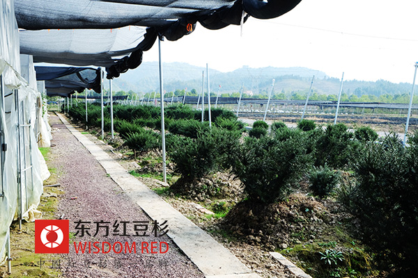 走進太白山珍貴紅豆杉林