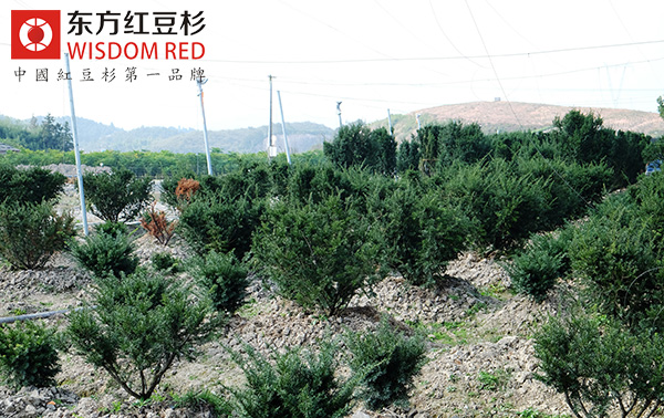 新寧打造我國最大南方紅豆杉人工種植基地