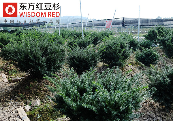 大力發展紅豆杉產業的意義