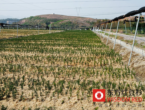 如何選購紅豆杉