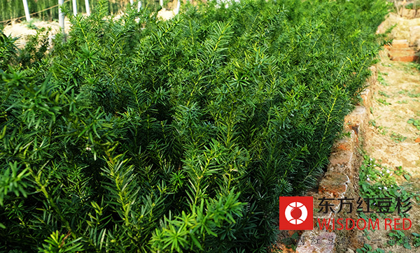 如何分辨紅豆杉和香榧