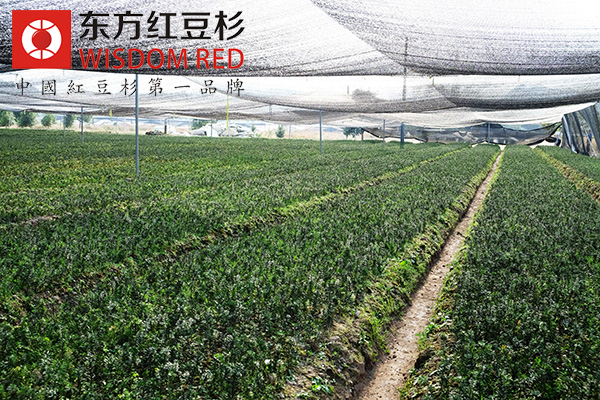 紅豆杉有哪些保健及藥用價值？