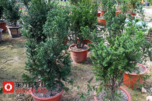 伊思滕提醒：紅豆杉泡水喝警惕抗癌不成反中毒！