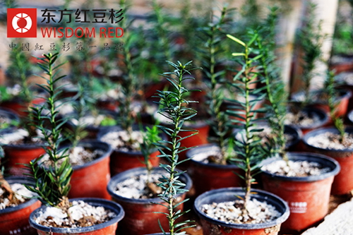 伊思滕紅豆杉受邀出席“2014紫杉醇360°產(chǎn)業(yè)論壇”