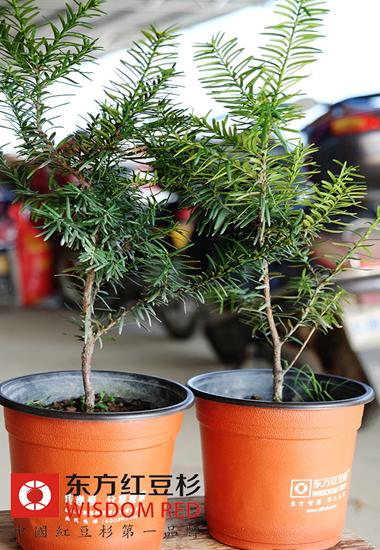 紅豆杉的果實到底能不能吃？