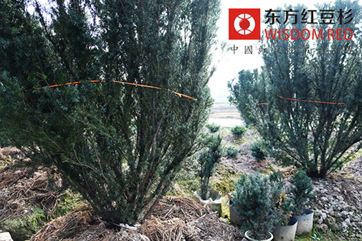 500歲高齡紅豆杉列入古樹名木保護