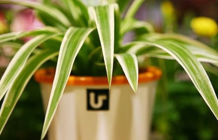 “私人訂制”花卉取代單位消費唱主角