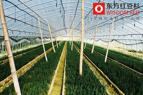 伊思滕紅豆杉的十大功效作用與特點