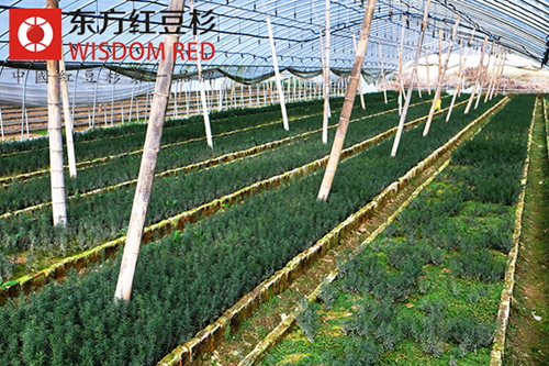 紅豆杉樹中的香味有哪些神奇功效?