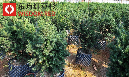 紅豆杉成為農民致富的新途徑