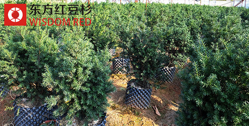 紅豆杉讓家成了天然氧吧