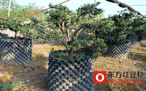 紅豆杉的經濟價值及保護措施