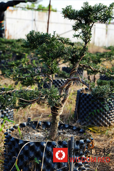 彭水普子鎮發現大面積野生紅豆杉